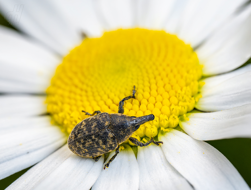 Larinus turbinatus