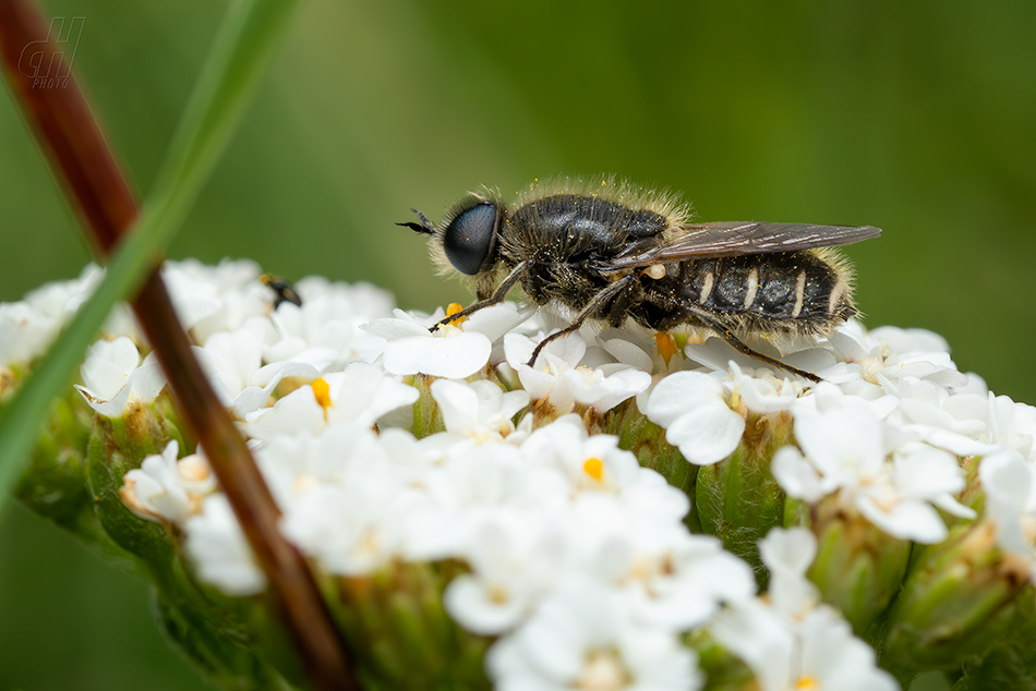 Lasiopa villosa