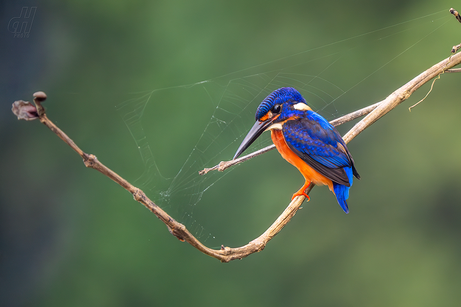 ledňáček modrohřbetý - Alcedo meninting