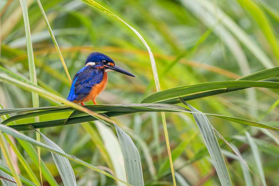 ledňáček modrohřbetý - Alcedo meninting