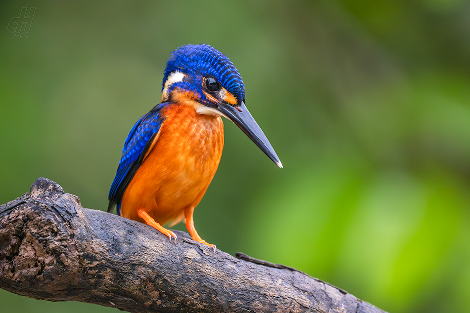 ledňáček modrohřbetý - Alcedo meninting