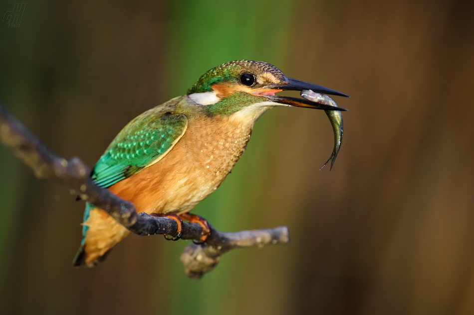 ledňáček říční - Alcedo atthis