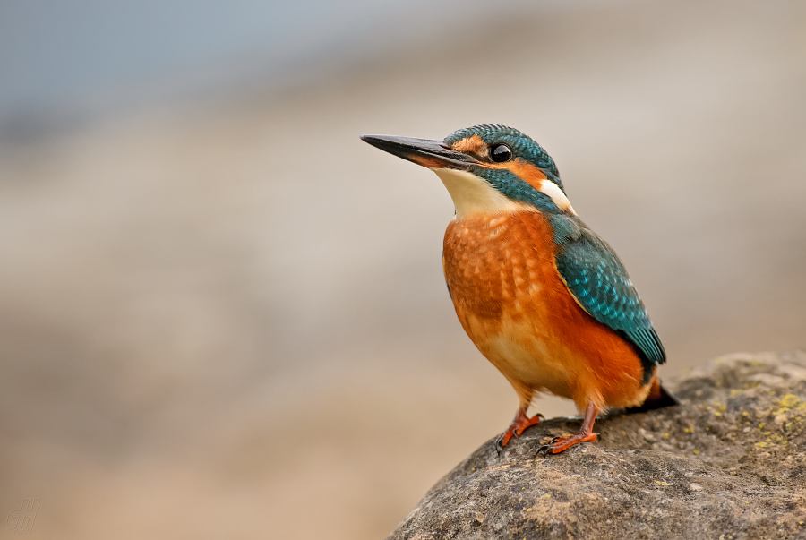 ledňáček říční - Alcedo atthis