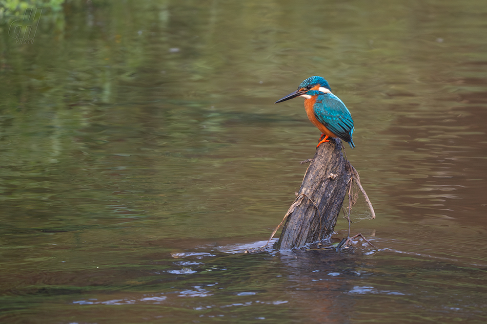 ledňáček říční - Alcedo atthis