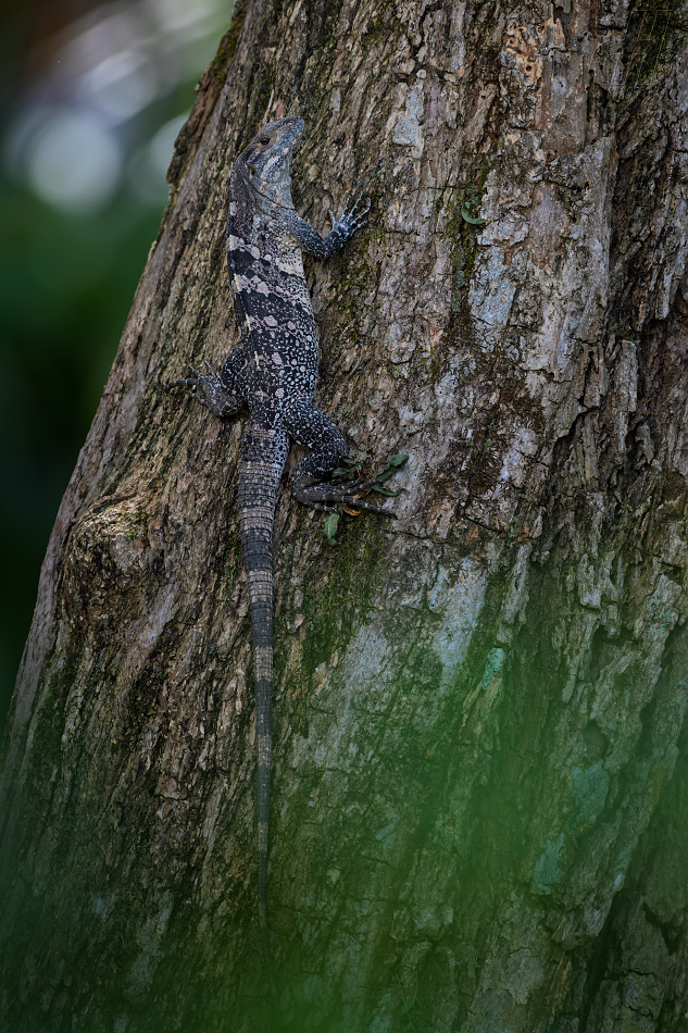 leguán černý - Ctenosaura similis