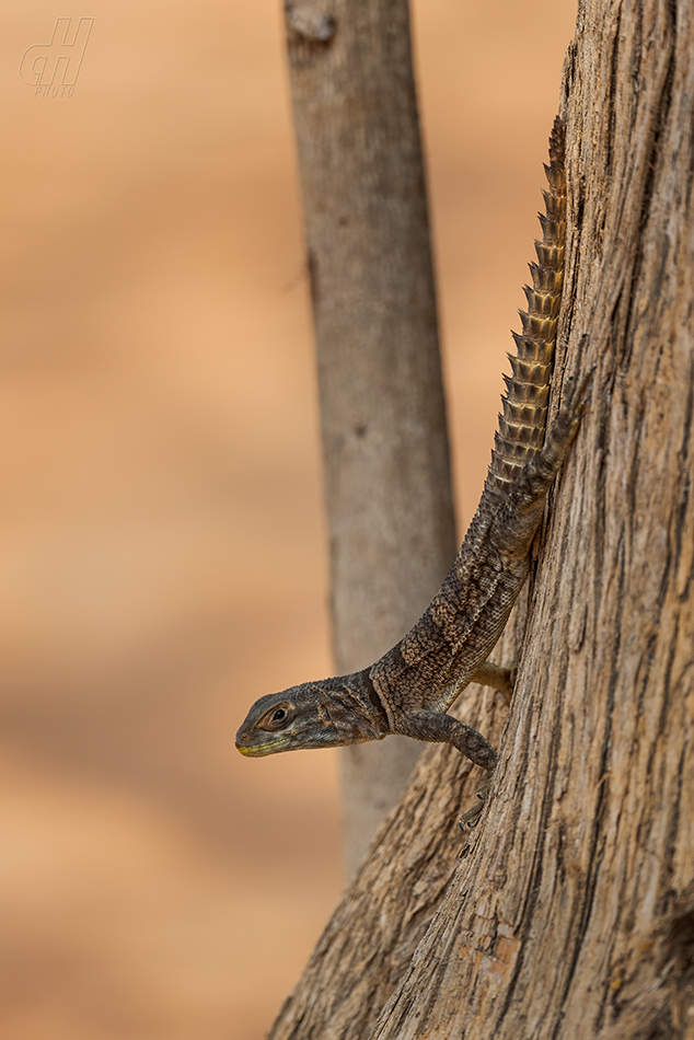 leguán madagaskarský - Oplurus cuvieri