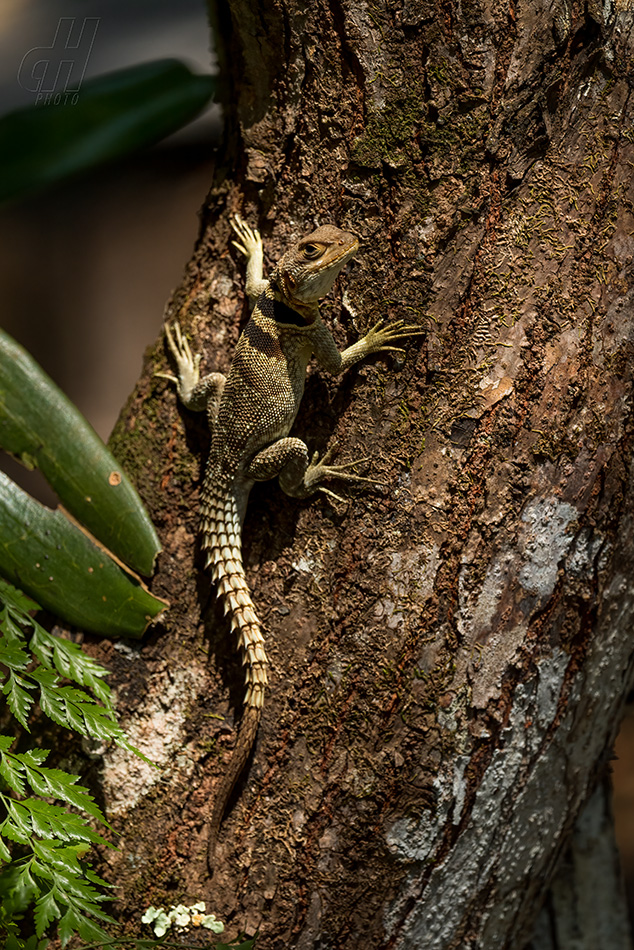 leguán madagaskarský - Oplurus cuvieri