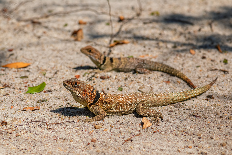 leguán madagaskarský - Oplurus cuvieri