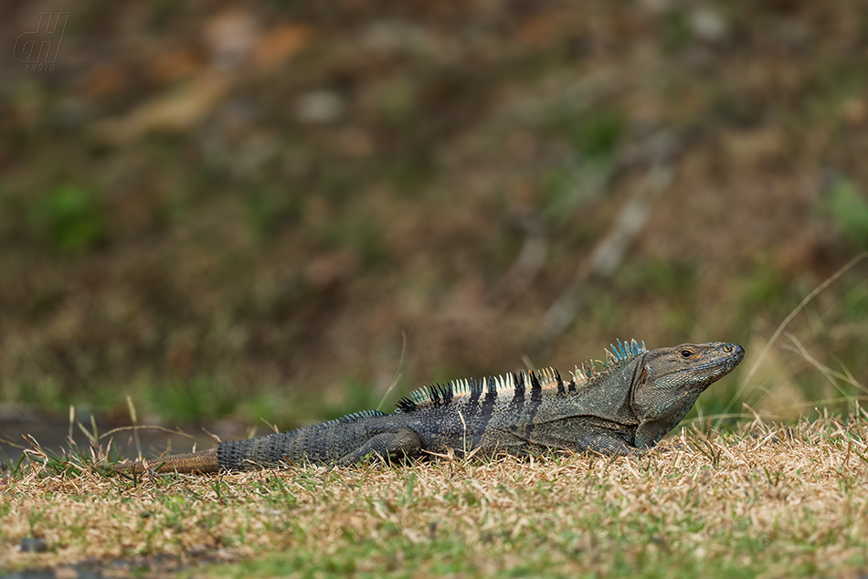 leguán zelený - Iguana iguana