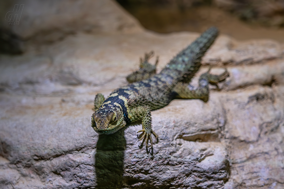 leguánek modrý - Sceloporus cyanogenys