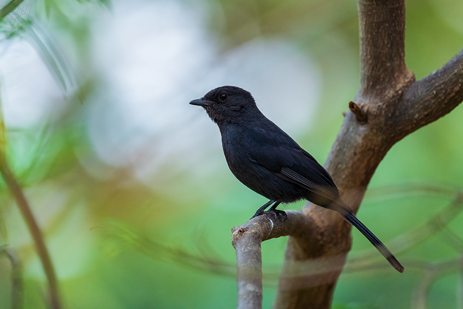 lejsek černý - Melaenornis edolioides