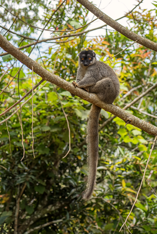 lemur bělohlavý - Eulemur fulvus