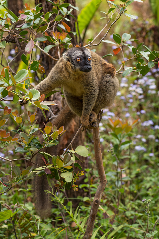 lemur červenavý - Eulemur rufus