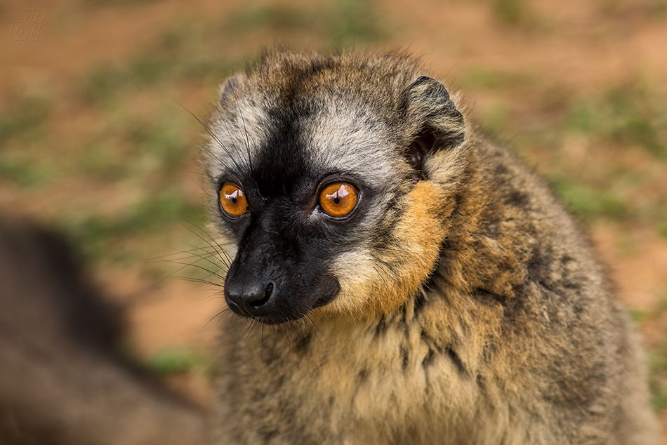 lemur červenavý - Eulemur rufus