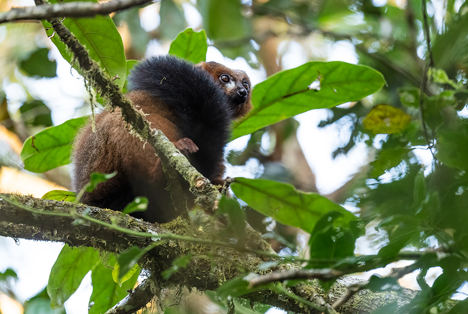 lemur červenobřichý - Eulemur rubriventer