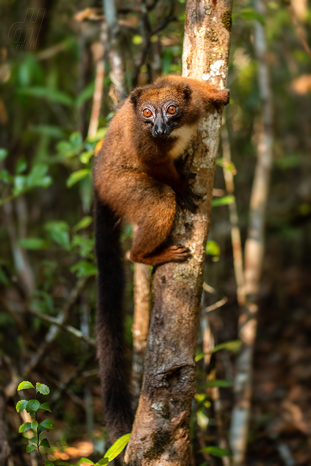 lemur červenobřichý - Eulemur rubriventer