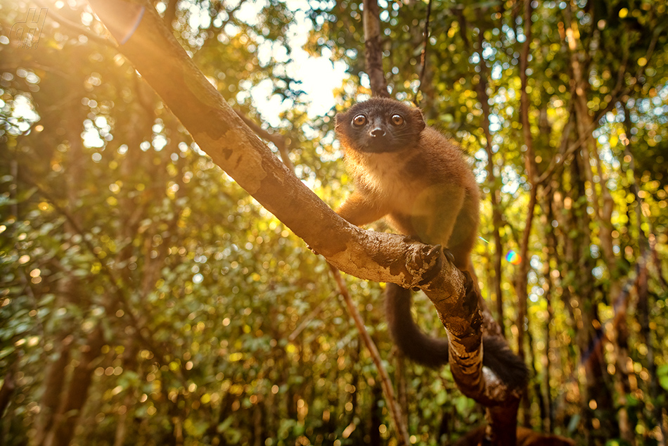 lemur červenobřichý - Eulemur rubriventer