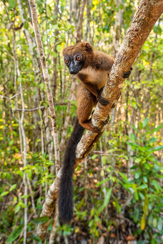 lemur červenobřichý - Eulemur rubriventer