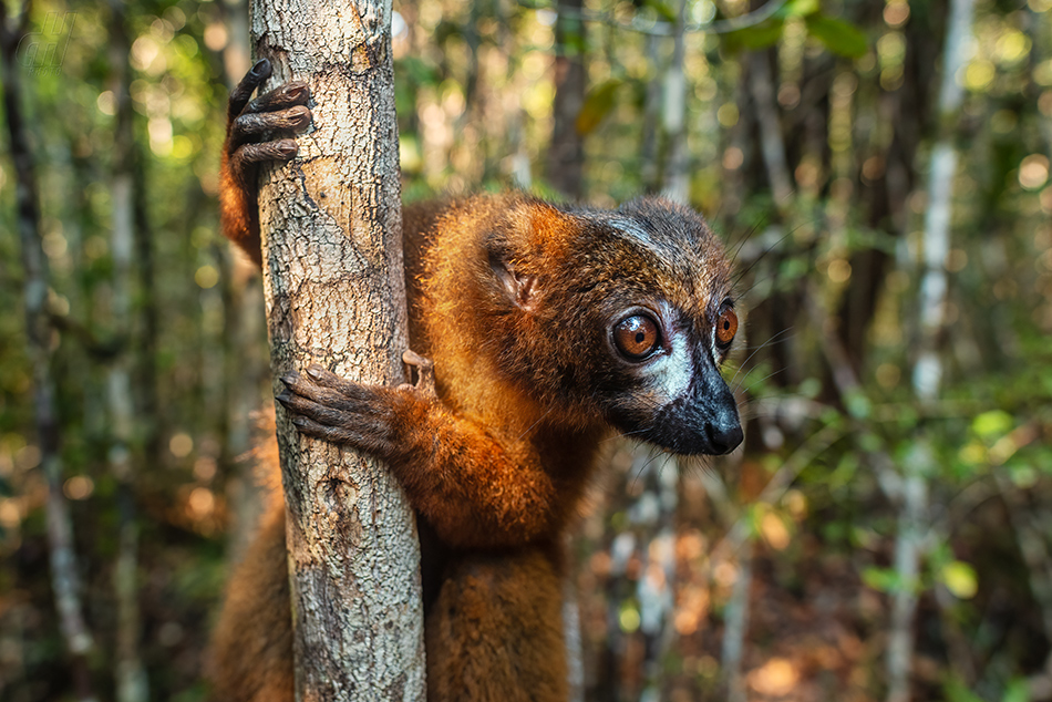 lemur červenobřichý - Eulemur rubriventer