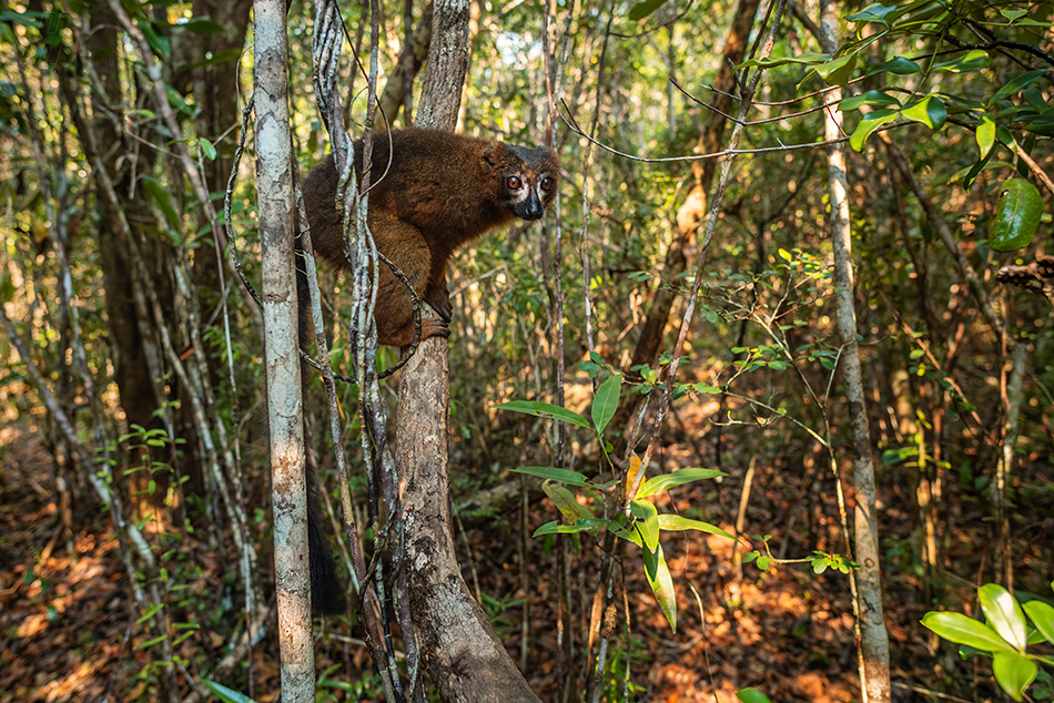 lemur červenobřichý - Eulemur rubriventer