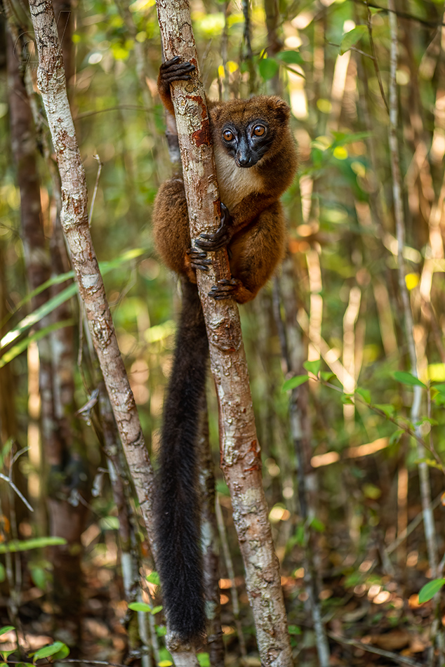 lemur červenobřichý - Eulemur rubriventer