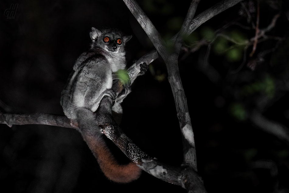 lemur drobný - Lepilemur ruficaudatus