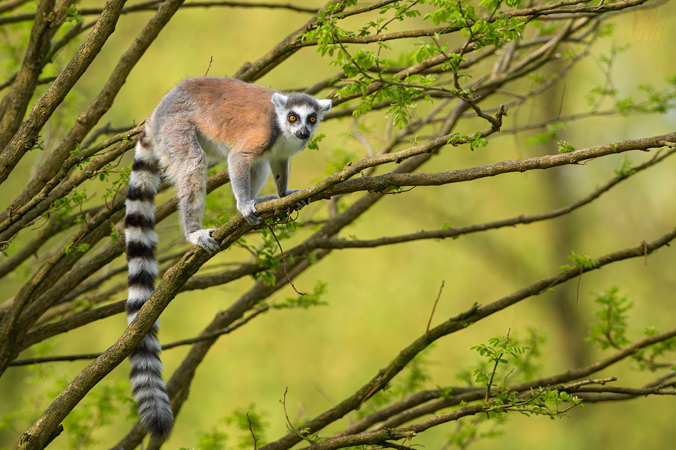 lemur kata - Lemur catta