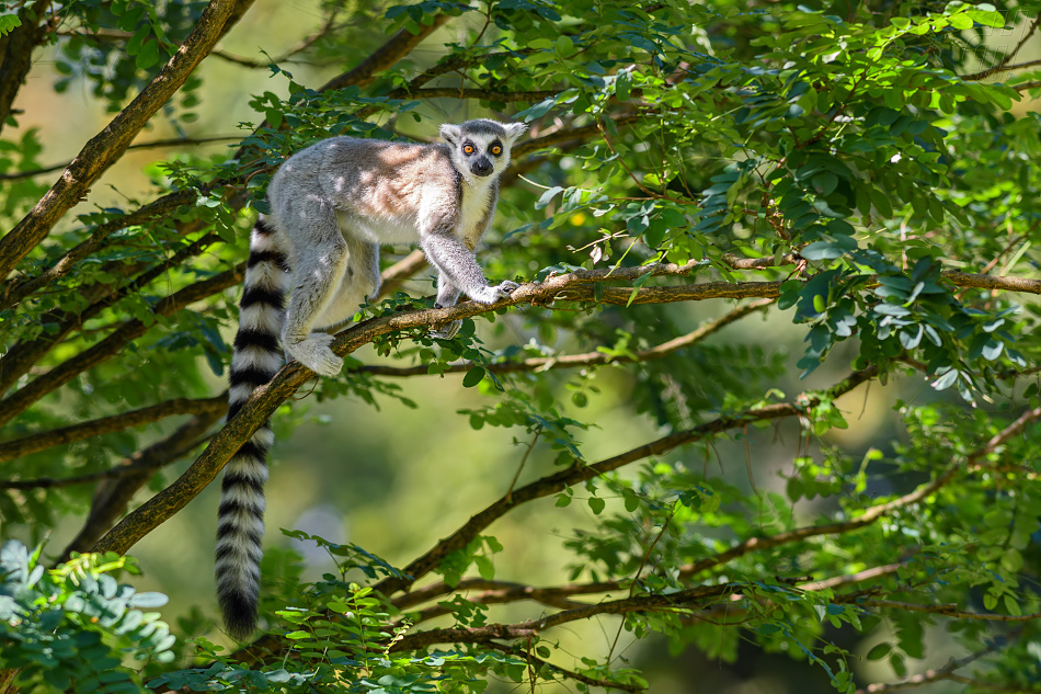 lemur kata - Lemur catta