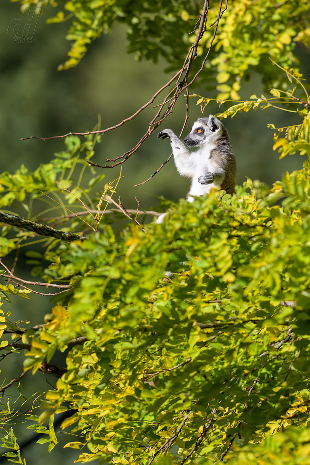 lemur kata - Lemur catta