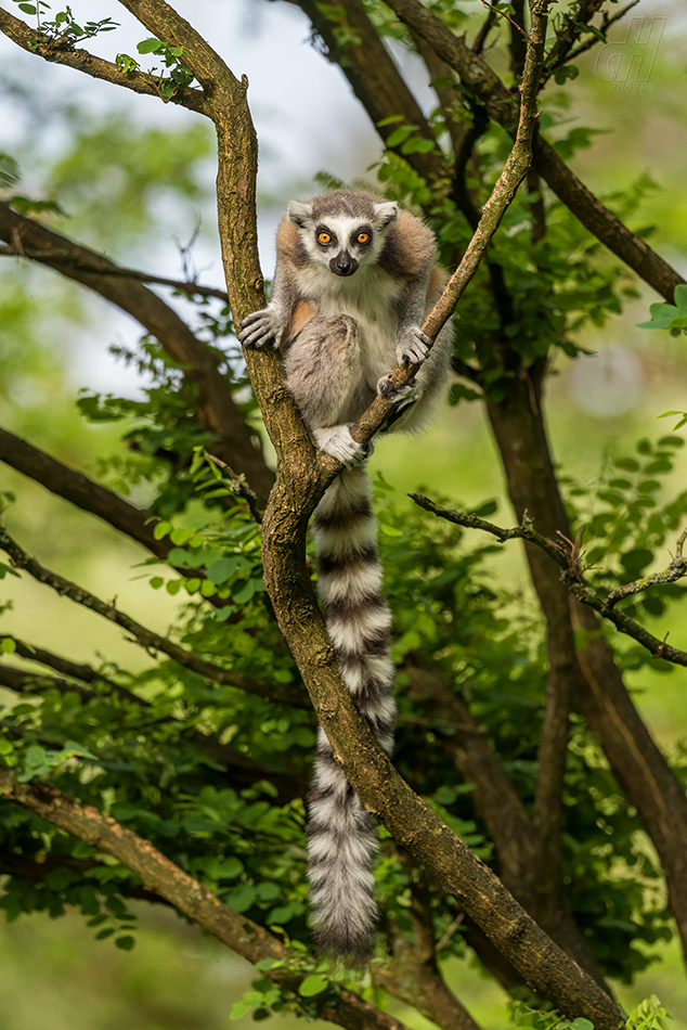 lemur kata - Lemur catta