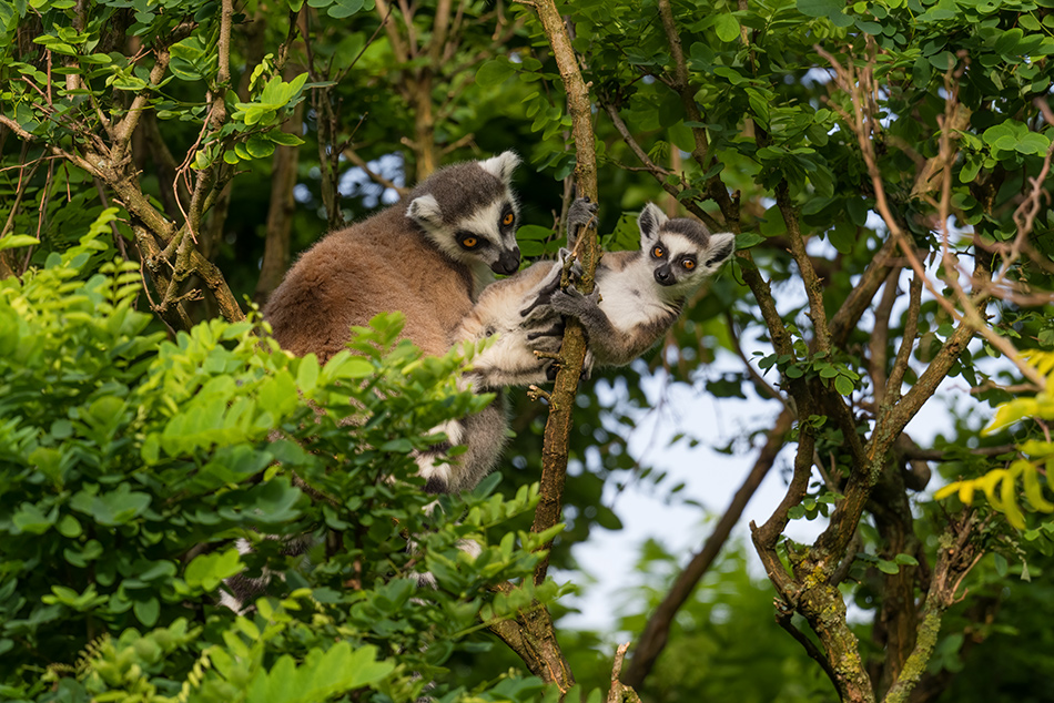 lemur kata - Lemur catta