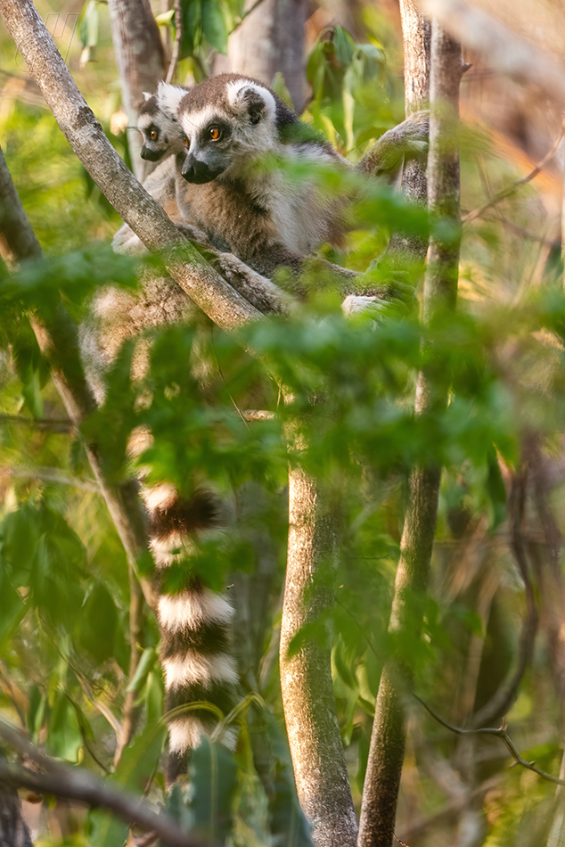 lemur kata - Lemur catta