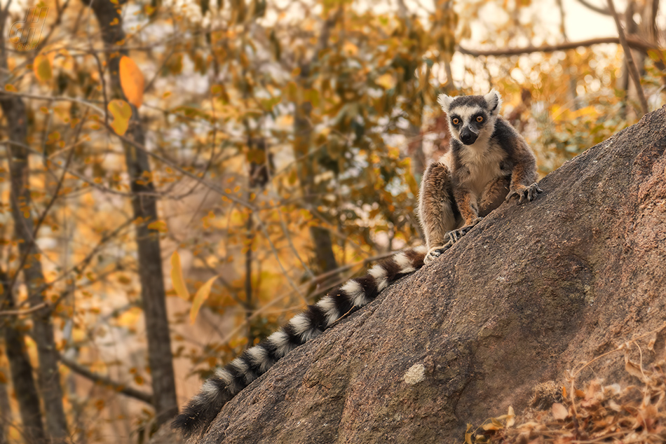 lemur kata - Lemur catta