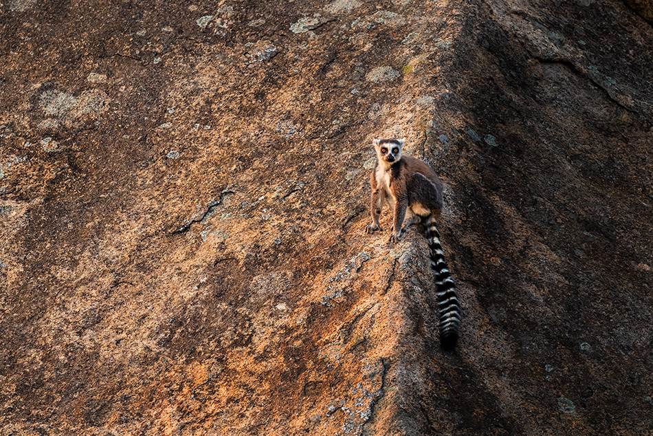 lemur kata - Lemur catta