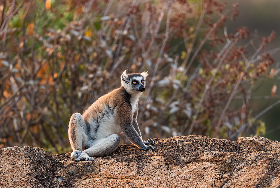 lemur kata - Lemur catta