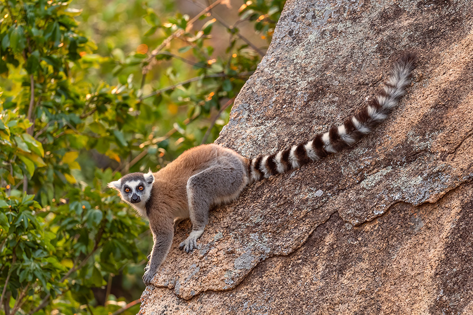 lemur kata - Lemur catta