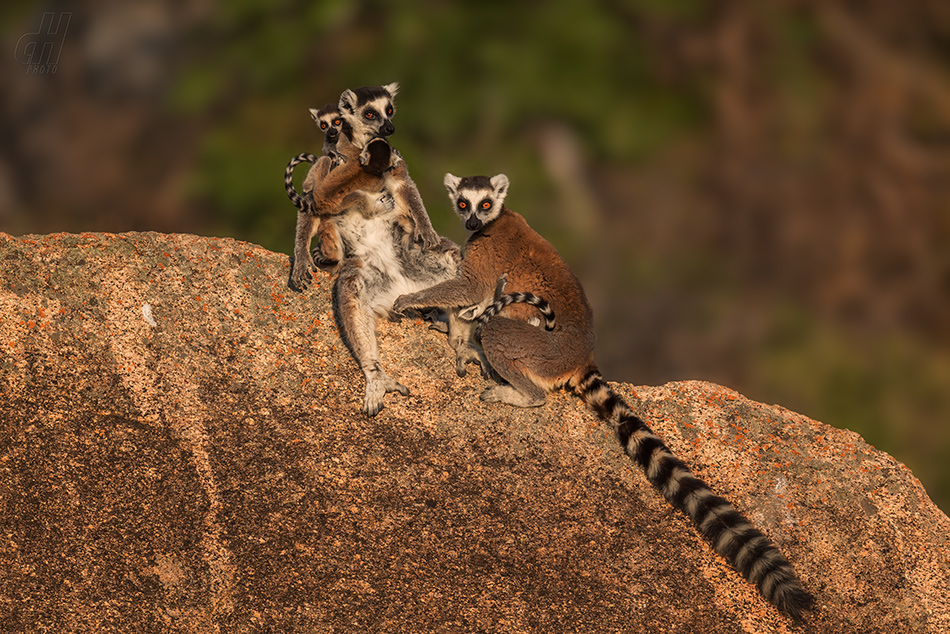 lemur kata - Lemur catta