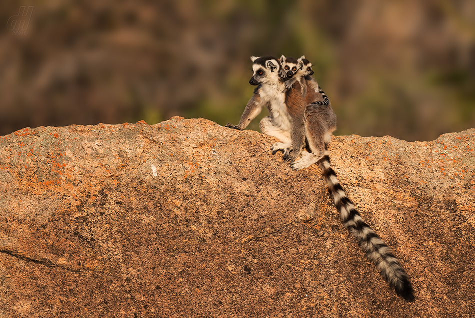 lemur kata - Lemur catta