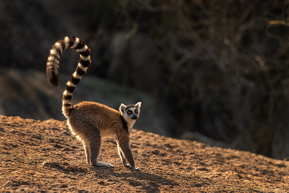 lemur kata - Lemur catta