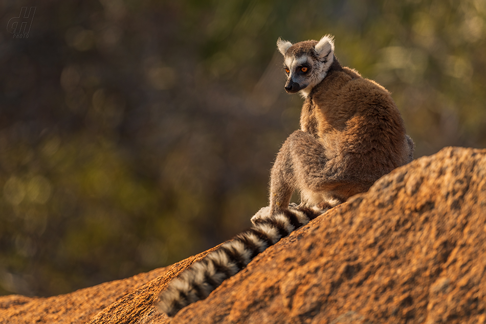 lemur kata - Lemur catta