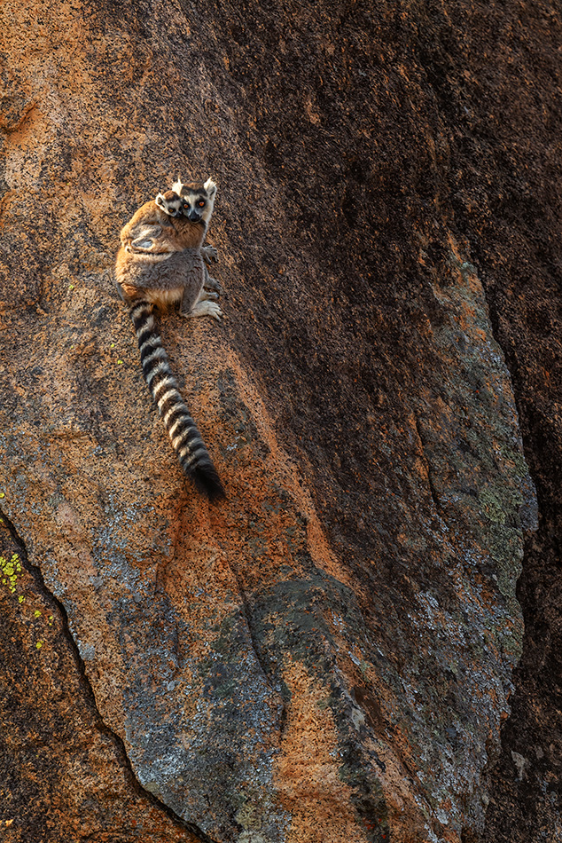 lemur kata - Lemur catta