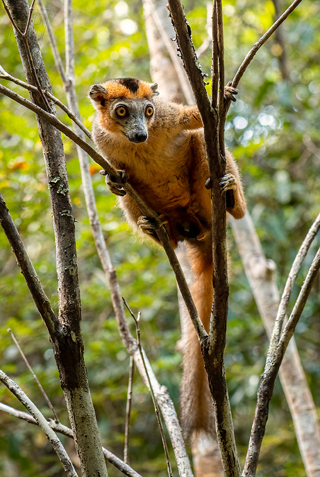 lemur korunkatý - Eulemur coronatus