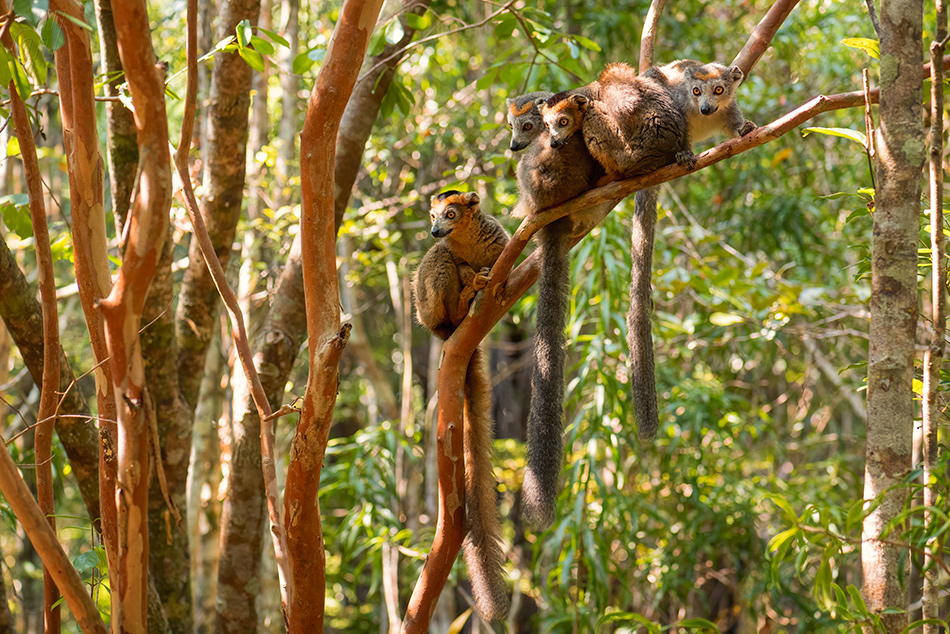 lemur korunkatý - Eulemur coronatus