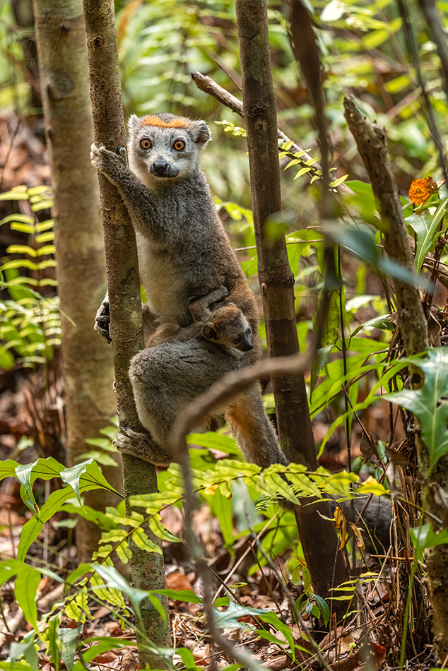 lemur korunkatý - Eulemur coronatus