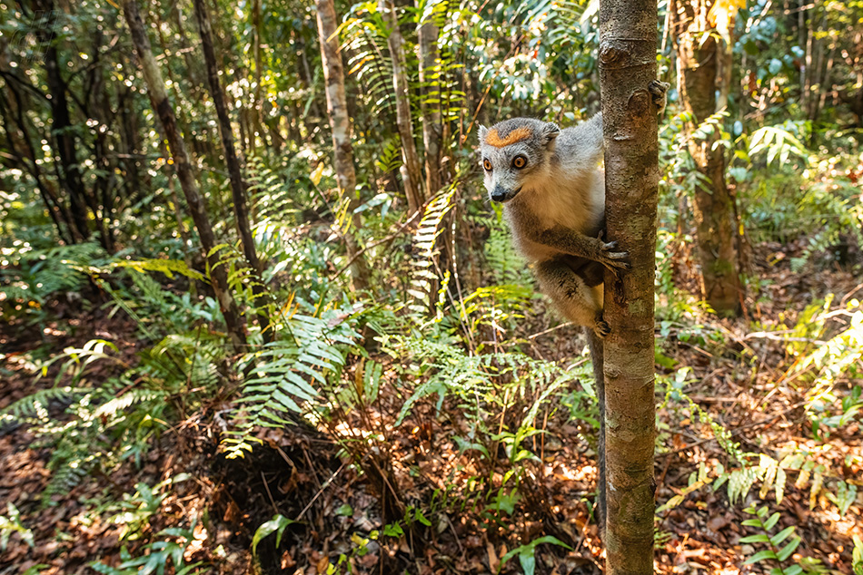 lemur korunkatý - Eulemur coronatus