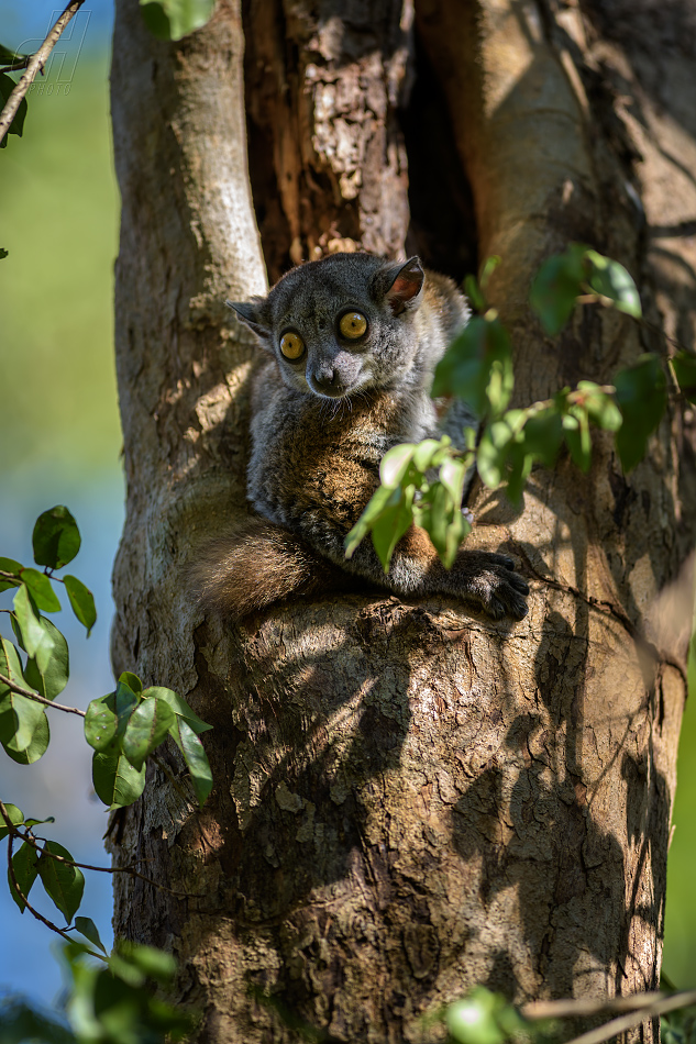 lemur Randrianasoleův - Lepilemur randrianasoli