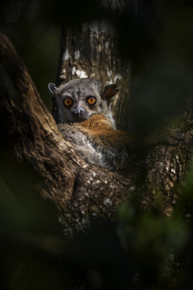 lemur Randrianasoleův - Lepilemur randrianasoli