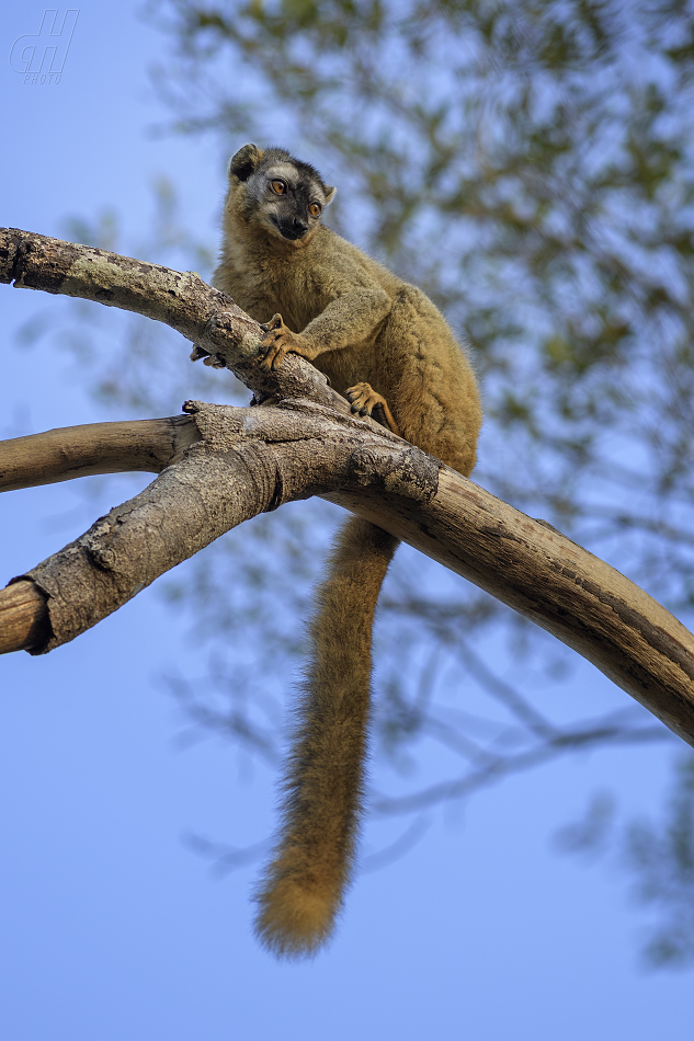 lemur rudočelý - Eulemur rufifrons