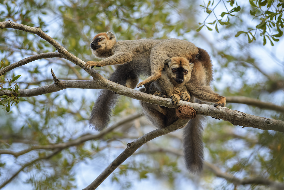 lemur rudočelý - Eulemur rufifrons