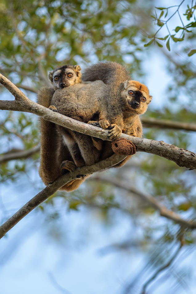 lemur rudočelý - Eulemur rufifrons